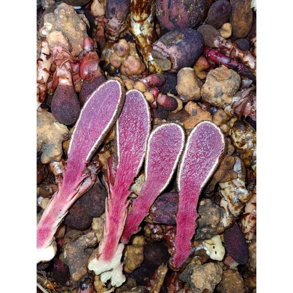 Nấm Ngọc cẩu tươi và khô 1kg