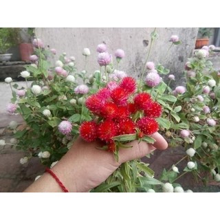 HẠT GIỐNG CÚC BÁCH NHẬT MIX MÀU