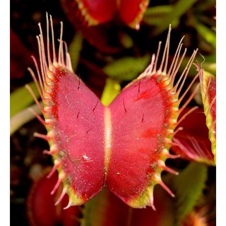 CÂY BẮT MỒI mini,CÂY BẪY KẸP FLYTRAP, CÂY ĂN THỊT CÔN TRÙNG.