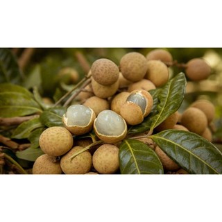 Cây giống nhãn tiêu da bò