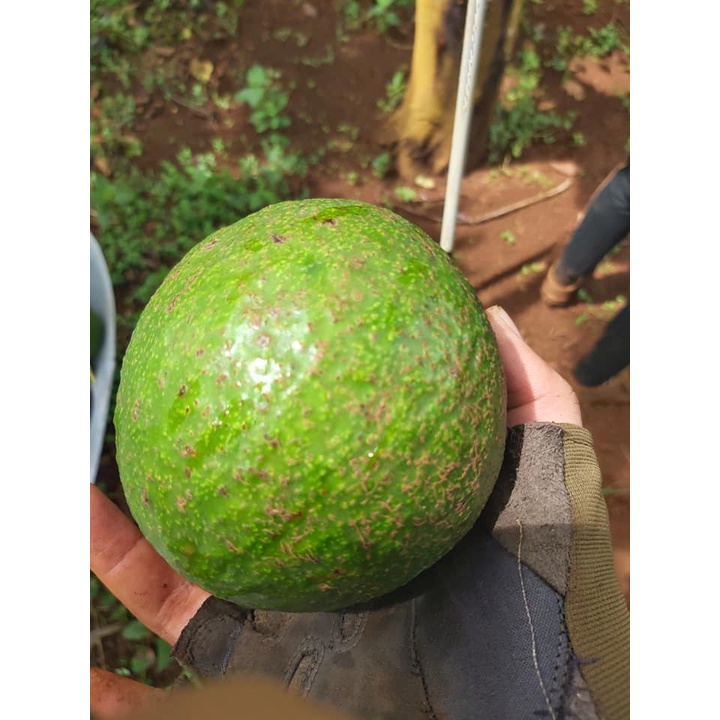 Cây bơ booth 7 giống