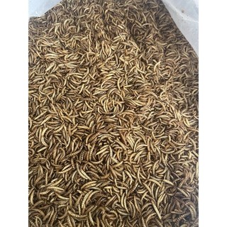Sâu Gạo - Sâu Trung Sấy Khô Bổ Béo cho hamster , sóc , cá cảnh ,..
