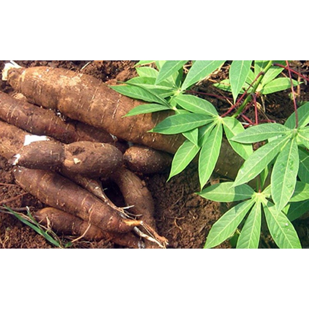 ] 5 KG CỦ KHOAI MÌ RUỘT VÀNG DẺO THÁI LAN