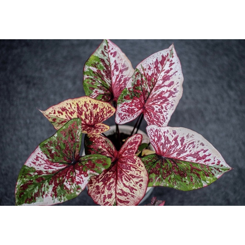 Caladium kim cương 7 màu - seven colour diamond