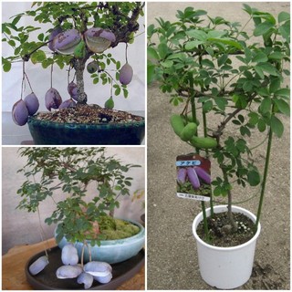#Hạt_giống_Nho_Akebi ( tặng kích mầm )