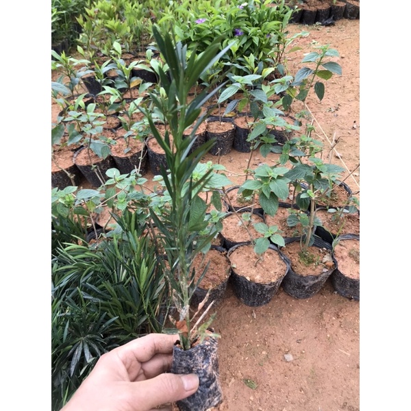 Cây giống Tùng La Hán Nhật Bản-Mua 5 tặng 1