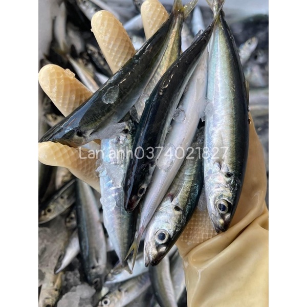 500gram cá cơm than tươi sống cấp đông tại ghe ở Đảo lý Sơn