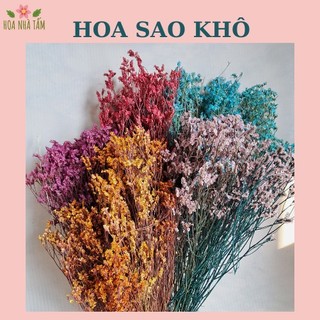 Hoa Sao khô Vĩnh cửu - Cắm hoa, decor, handmade Hoa Nhà Tấm