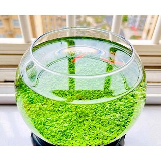Hạt giống thuỷ sinh - chân châu lá nhỏ 8gram - cỏ trồng bể cá