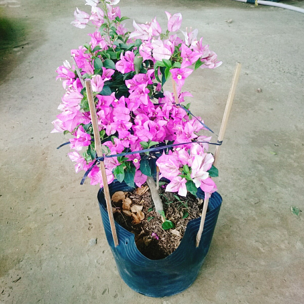 Hoa Giấy Tím Tuyết - cây cảnh đẹp trang trí sân vườn