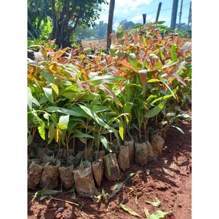 100 gram hạt bạch đàn đỏ