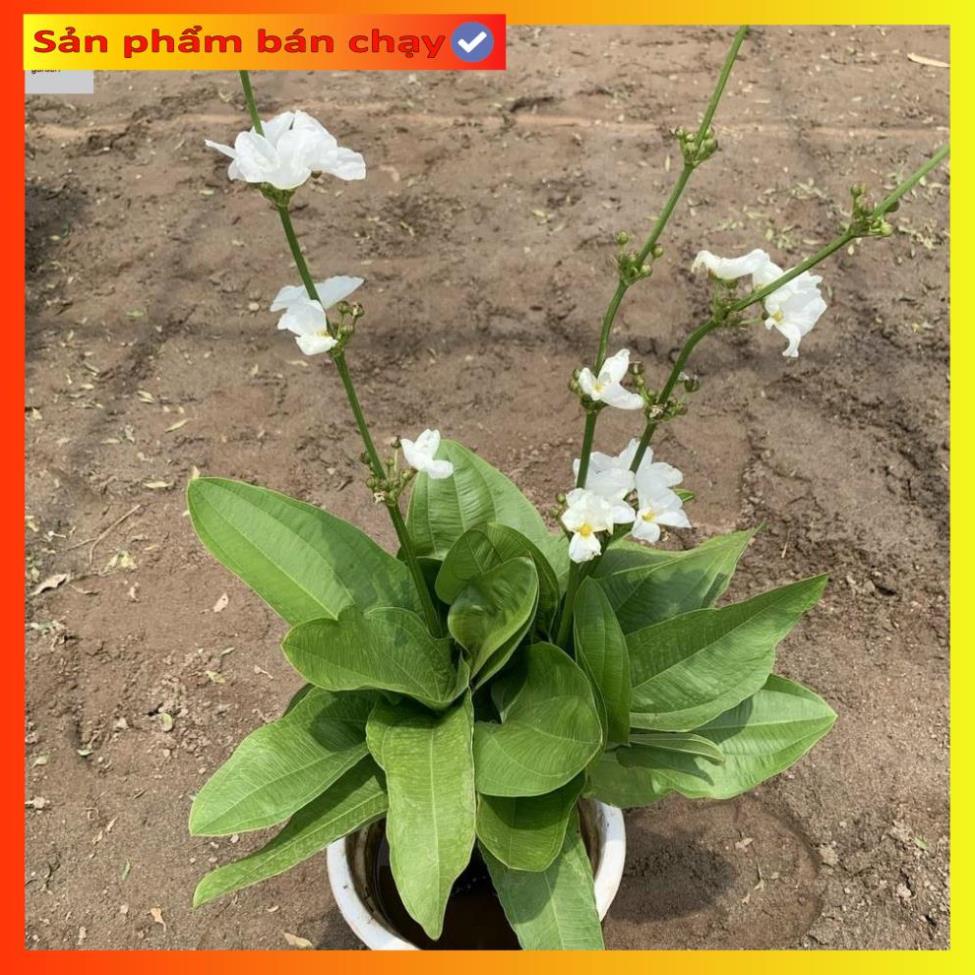 Cây bách thủy tiên cao 45cm, cây thủy sinh nở hoa đẹp, trang trí non bộ, tiểu cảnh hồ cá