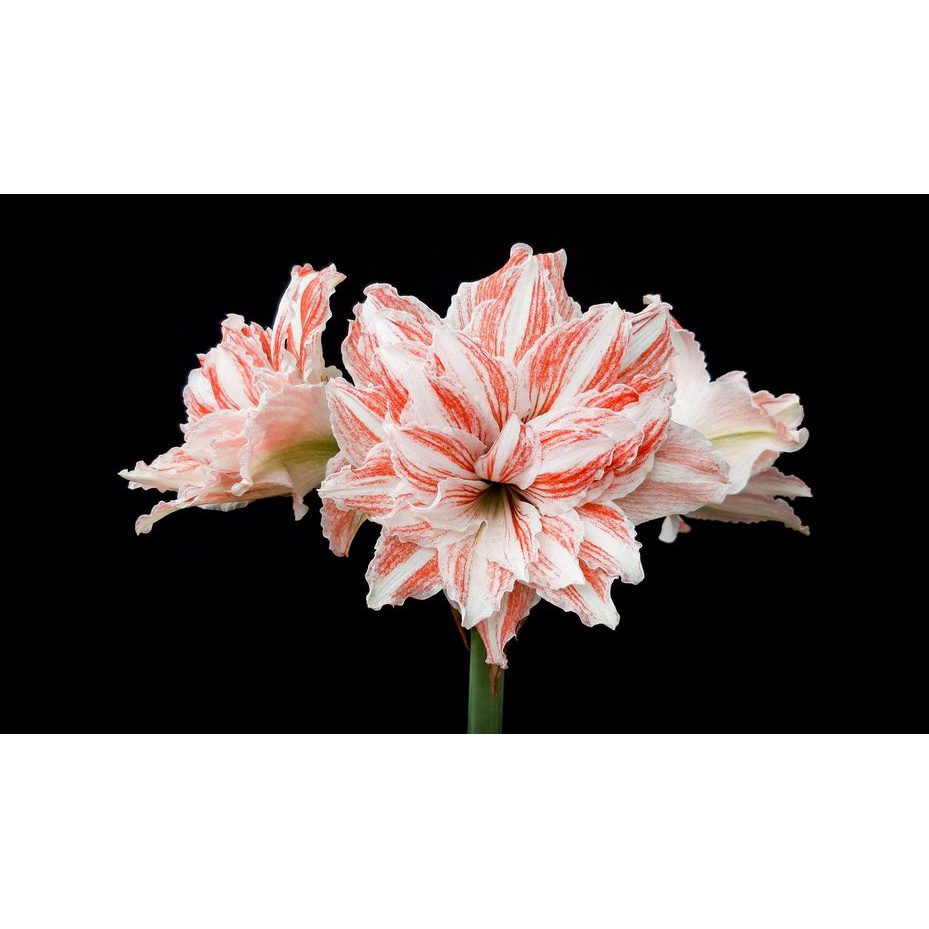 Củ hoa Lan huệ kép Dancing Queen