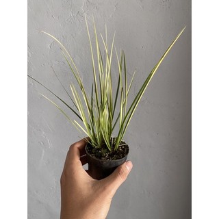 Thạch Xương Bồ đủ loại