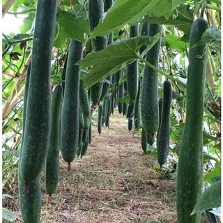 Hạt giống bí đao (bí xanh - bí sặt) cao sản (1gr)
