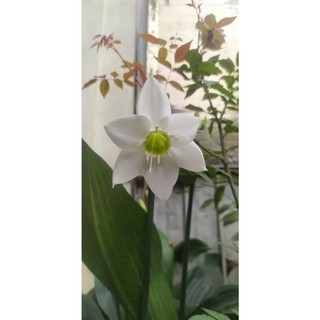 CỦ GIỐNG HOA  NGỌC TRÂM