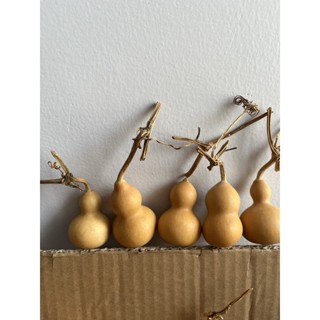 Bầu hồ lô mini 4-6cm đẹp , có cuống dùng trưng trên bàn thờ ông địa ,bàn học , làm móc khoá may mắn tài lộc