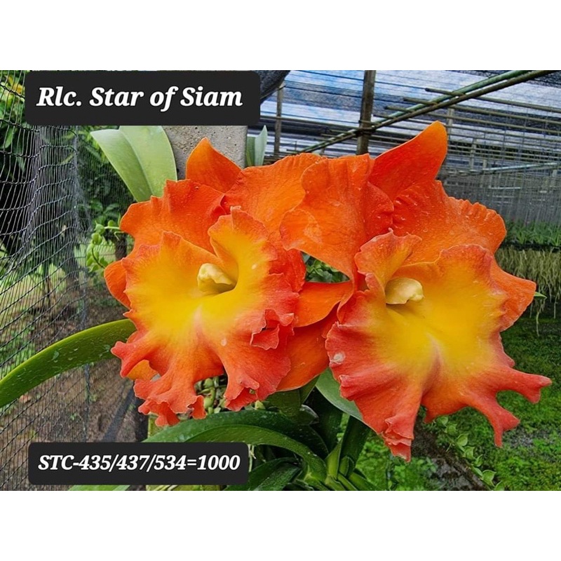 Lan Cattleya giống 5 màu chọn được