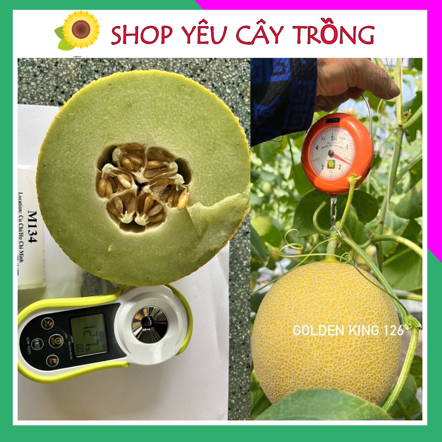 Hạt giống dưa lưới F1 quả tròn vỏ vàng, ruột xanh, siêu giòn ngọt thơm gói 10 hạt