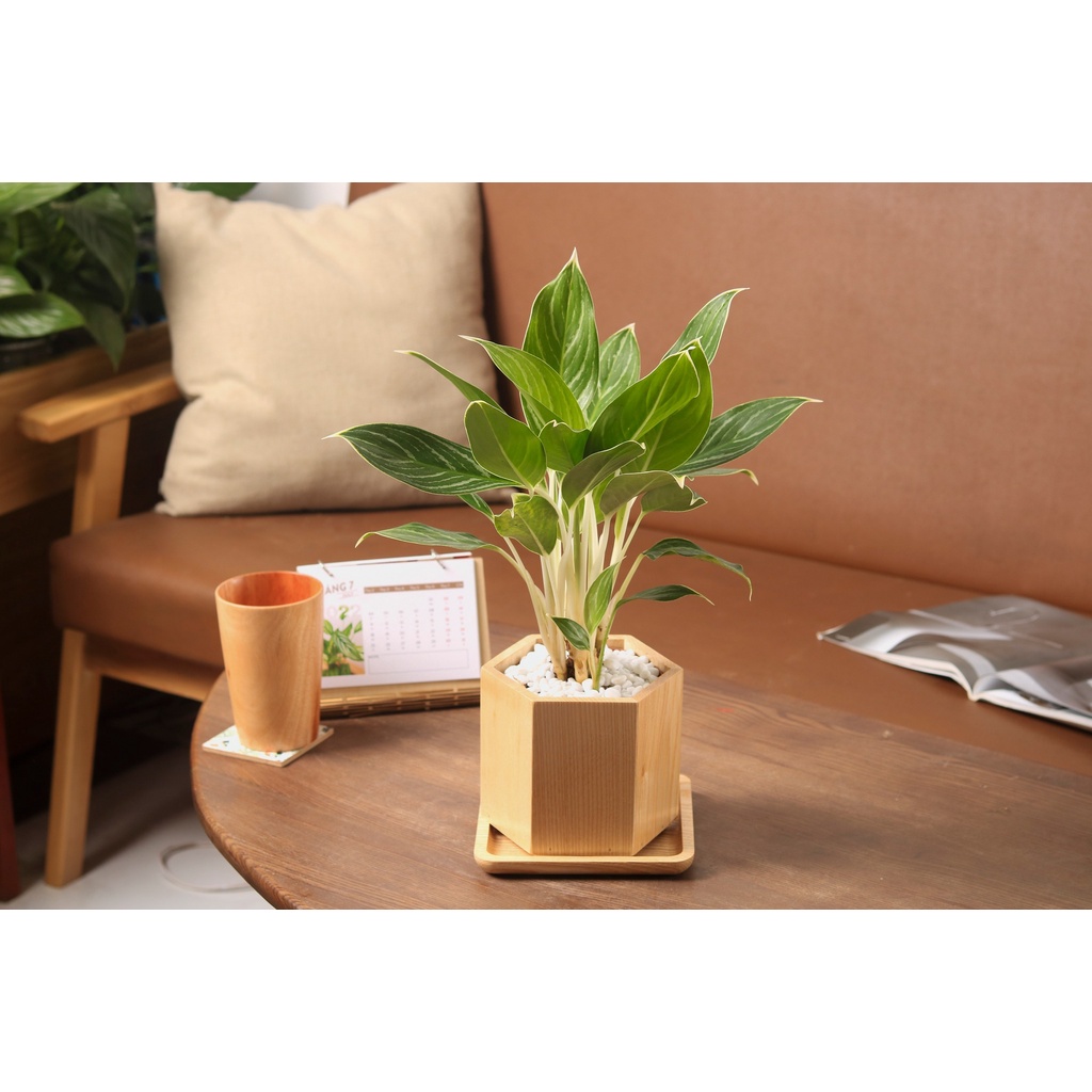 Chậu cây bạch mã hoàng tử | THE FISH SIZE L