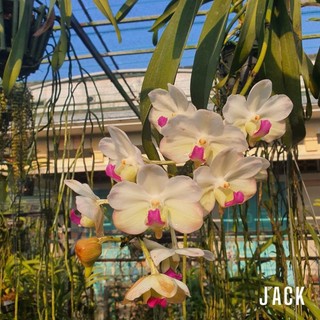 Lan Vanda Jack White - Bông Đẹp