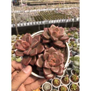 Sen đá đá nâu size trung chậu 10cm lỗi 1 đổi 1