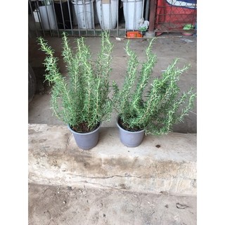 Cây hương thảo (3 cây/chậu)
