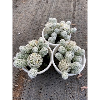 Cây xương rồng trứng chim nhỏ🌵  [Chính hãng]⚡ [Ảnh thật] ❤  [FreeShip] ✈  [Có sẵn]