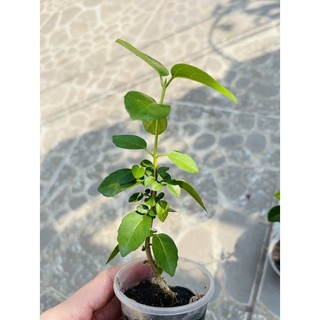 sam hương đài loan 35k/ 3 cây