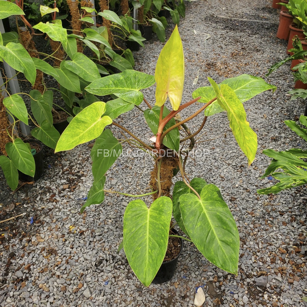Philodendron Painted Lady
