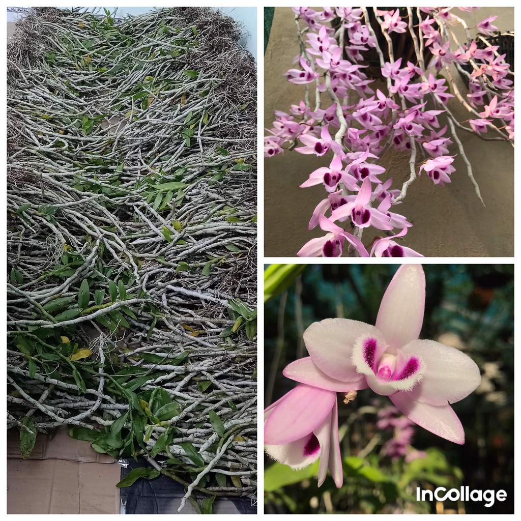 1kg hoa lan phi điệp tím hàng bóc chậu