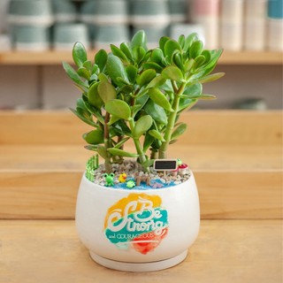 Cây ngọc bích MIX CHẬU để bàn