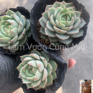 Sen Đá Vân Mai 🌤🌤🌤 Size Bầu