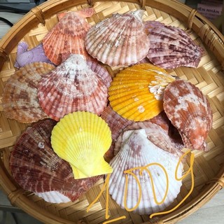 1Kg VỎ SÒ CÁC LOẠI