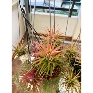 Cây không khí tóc tiên - tillandsia usneoides - cây lọc không khí cung cấp không khí trong lành cho nhà