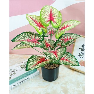 Cây giả -cây môn lá đỏ- cây môn đỏ giữa decor cực xinh