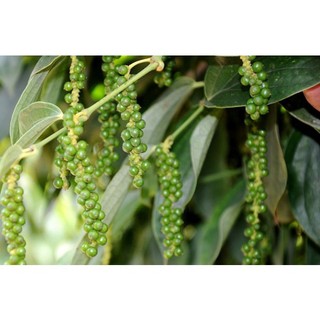 Set 3 bầu tiêu giống