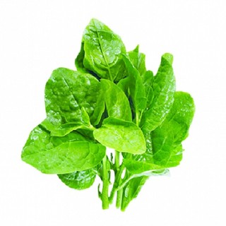 Hạt giống rau mồng tơi xanh