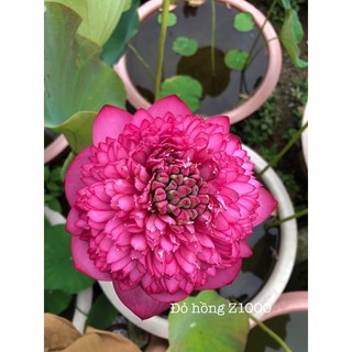 Củ sen Ngàn Cánh Z1000 zhongshan hongtai