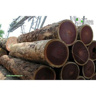 Cây gỗ sao đen giống