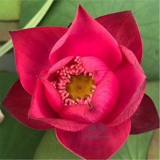 Củ giống sen mini Tú Mạc - Mini Garden