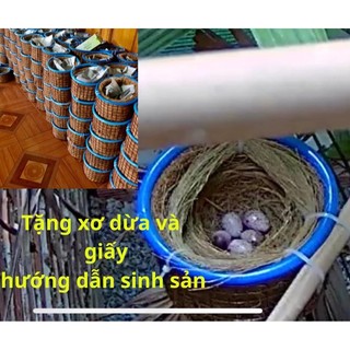 tổ chim sinh sản 2023