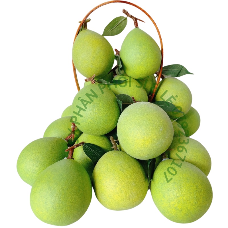 Trái Giả Trái Bưởi Nhỏ  mô hình Việt Nam công nghệ Thái Lan GIỐNG THẬT 99%-Trang trí nhà cửa, hàng quán