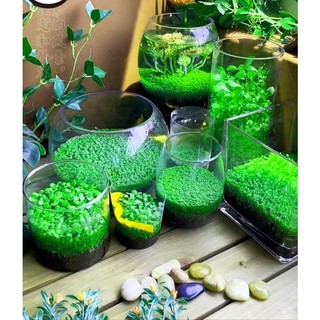 Hạt giống cây thuỷ sinh - cỏ nước- cỏ nước(ngưu mao chiên,..)