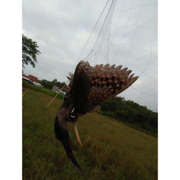 Lưới bẫy chim bắt các loại chim chào mào-chuyencacloailuoichim