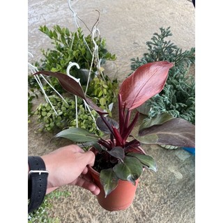 Philodendron prince of orange (Trầu bà công chúa cam)