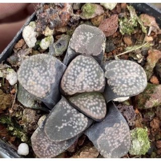 cây hawothia nhiều loại_hàng sẵn🌵