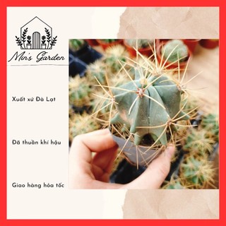 Xương rồng fero blue 🔥FREE SHIP🔥 Xuất xứ Đà Lạt, đã thuần khí hậu