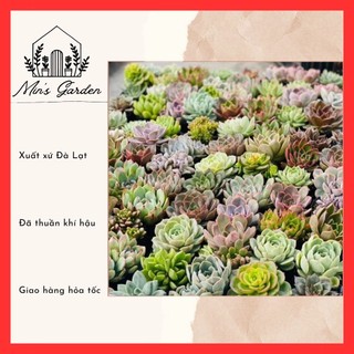 Combo 5 cây sen đá size bầu 5-7cm (nhặt ngẫu nhiên)🔥FREE SHIP🔥 Xuất xứ Đà Lạt, đã thuần khí hậu