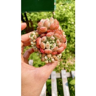 sen đá sỏi tuyết